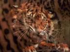 tigres 1