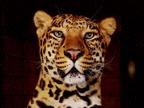 leopards