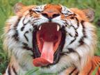 tigres