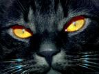 blackcat