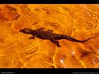 crocodiles