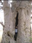 baobab 1.JPG