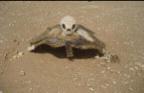 tortue.JPG