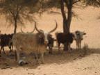 zebu.JPG